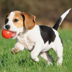 Basic Dog Training part II